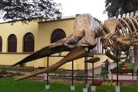 Imagen 1 de Museo de Historia Natural