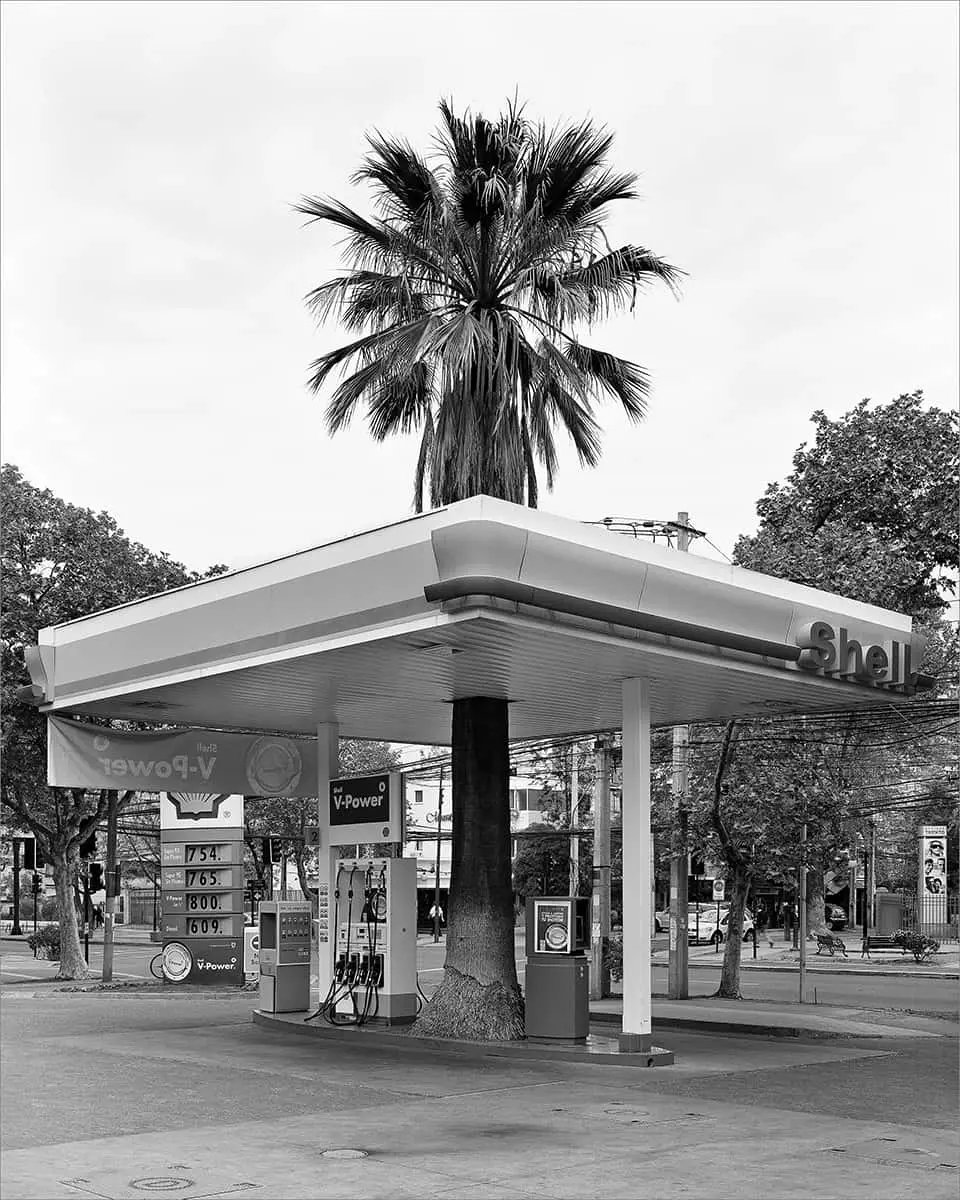 Colectiva: Trees (Árboles) — imagen 6