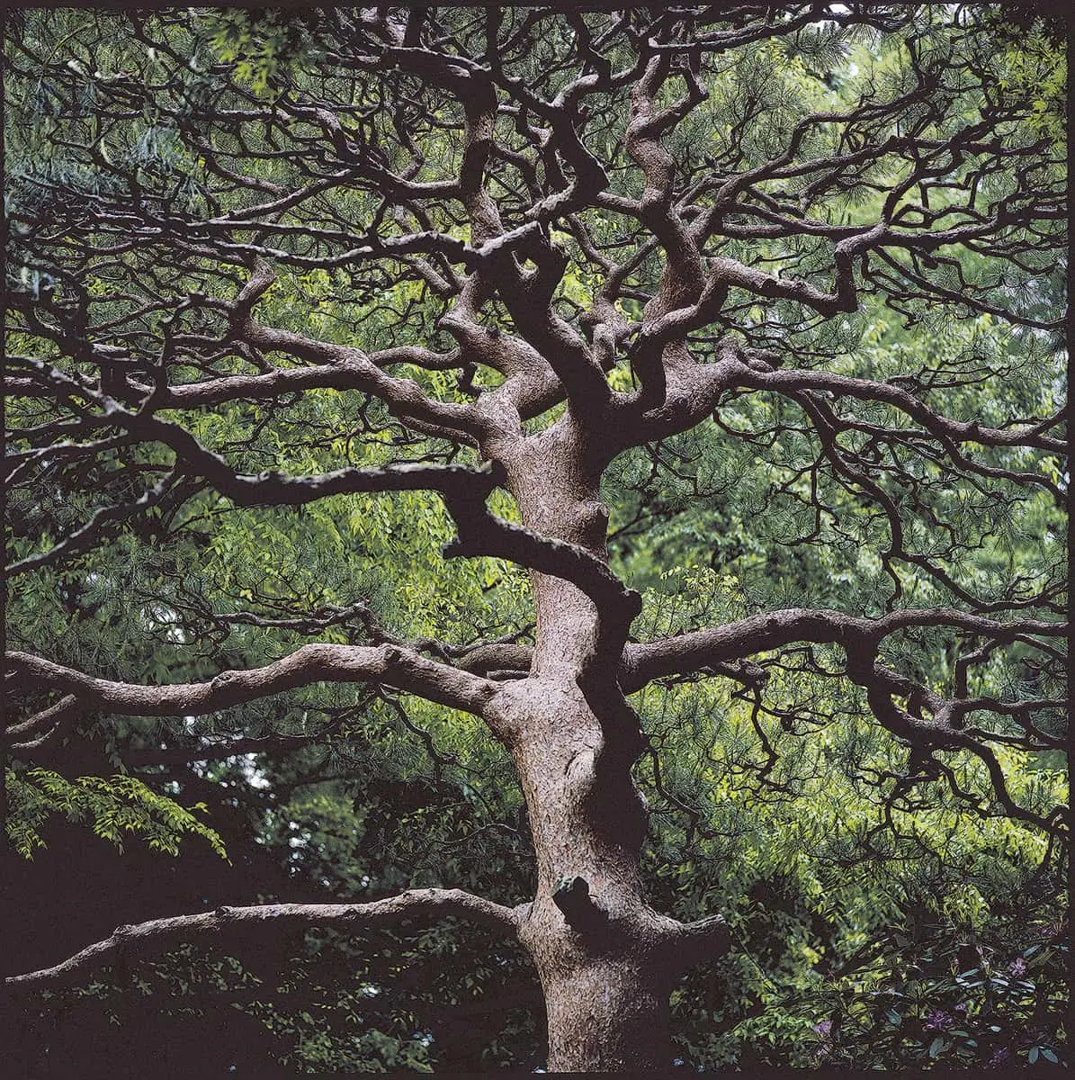Colectiva: Trees (Árboles) — imagen 5