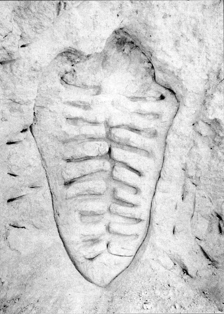 Monografía: Ana Mendieta — imagen 5