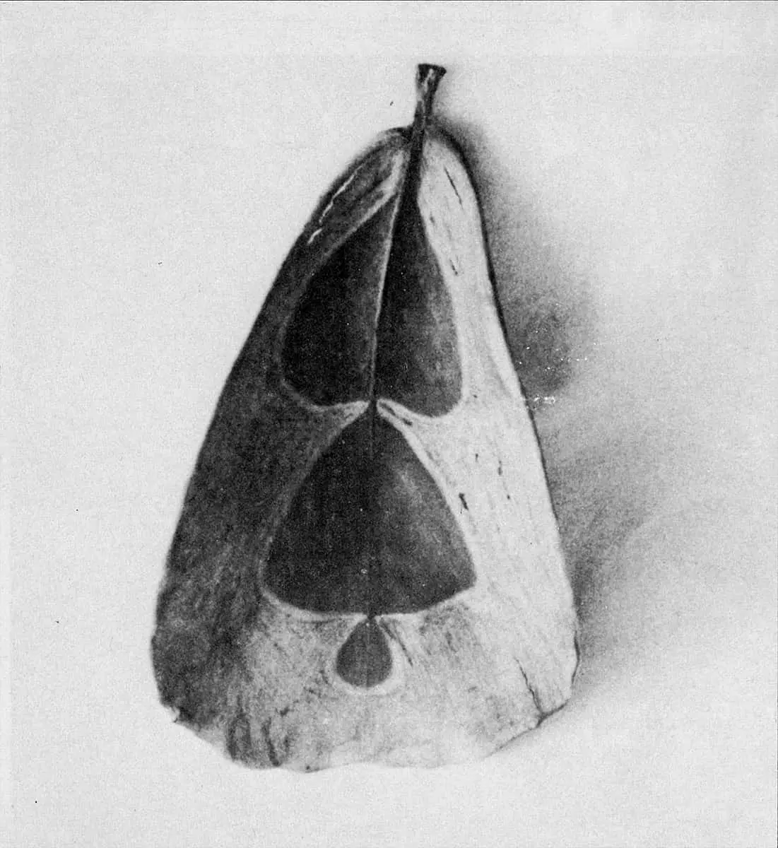 Monografía: Ana Mendieta — imagen 1