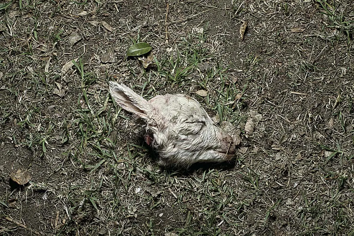 Monografía: PHotoEspaña 2015 — imagen 6