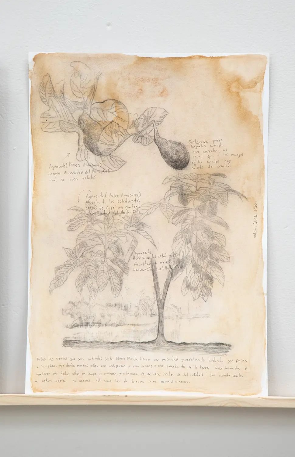 Illustrations for the publication Movement of the Liberation of the Coca Plant (Wilson Díaz, Amy Franceschini and Renny Printikin)