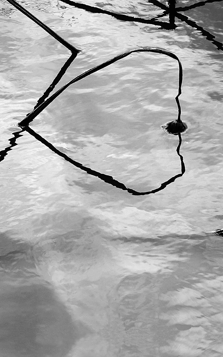 Exposición Individual: Agustín Estrada — imagen 1