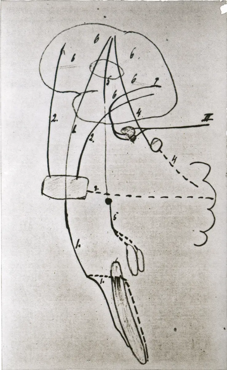 Monografía: Los dibujos del otro Freud (Sigmund) — imagen 3