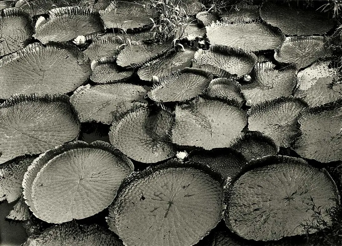 Monografía: Grete Stern — imagen 2