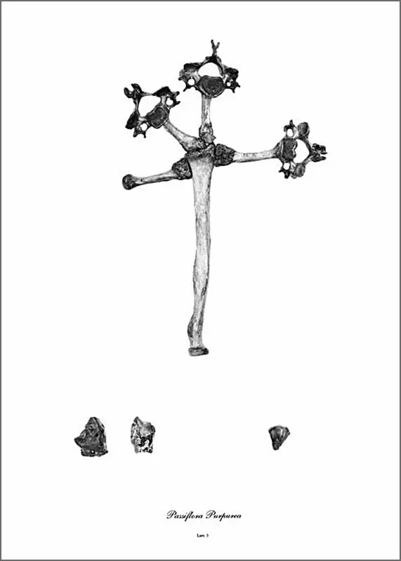 Colectiva: ¡Viva la muerte! — imagen 3