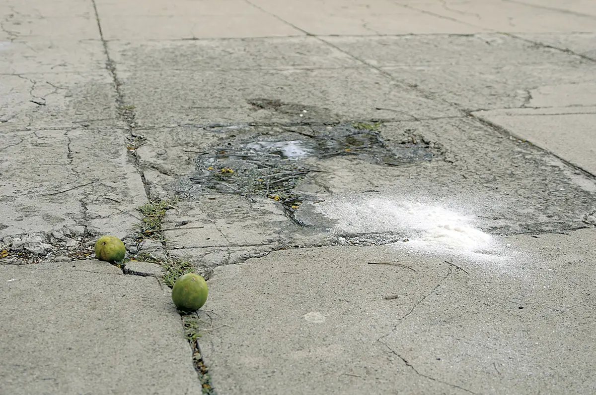 Monografía: Wilfredo Prieto — imagen 2