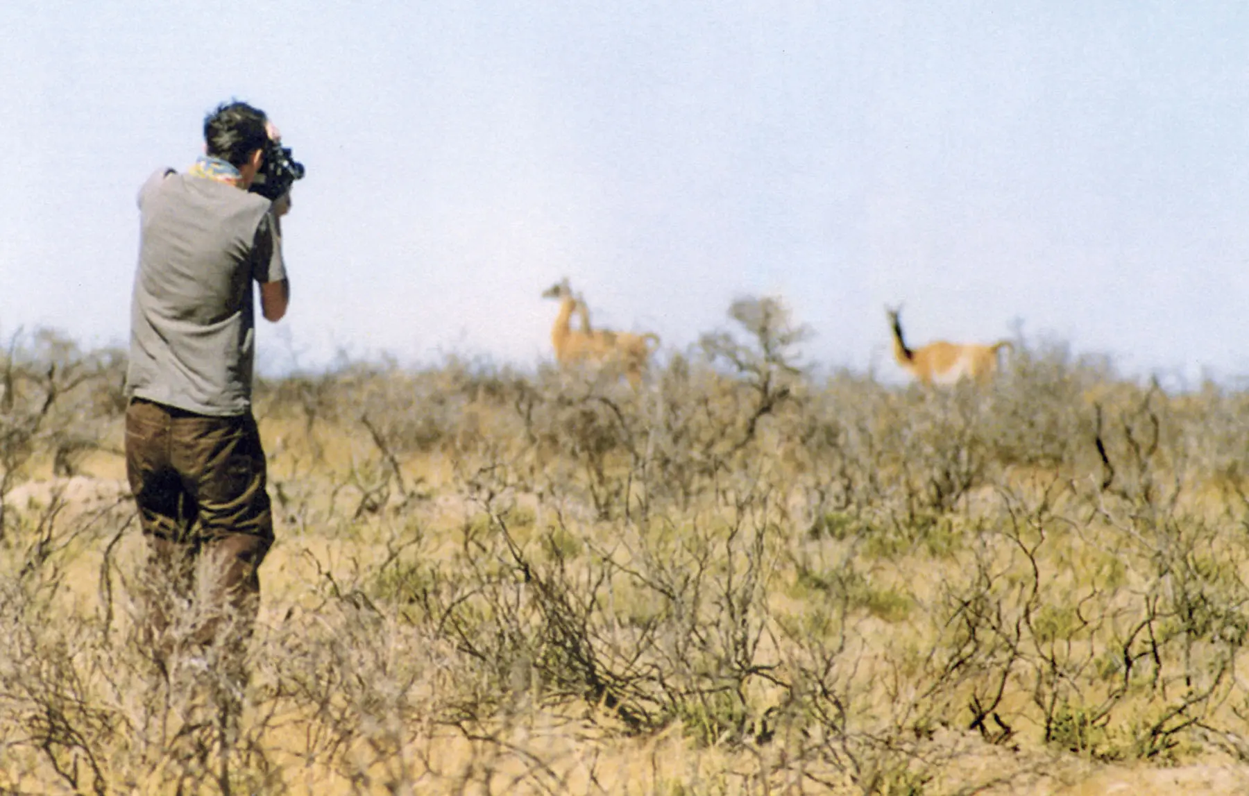 Francis Alÿs