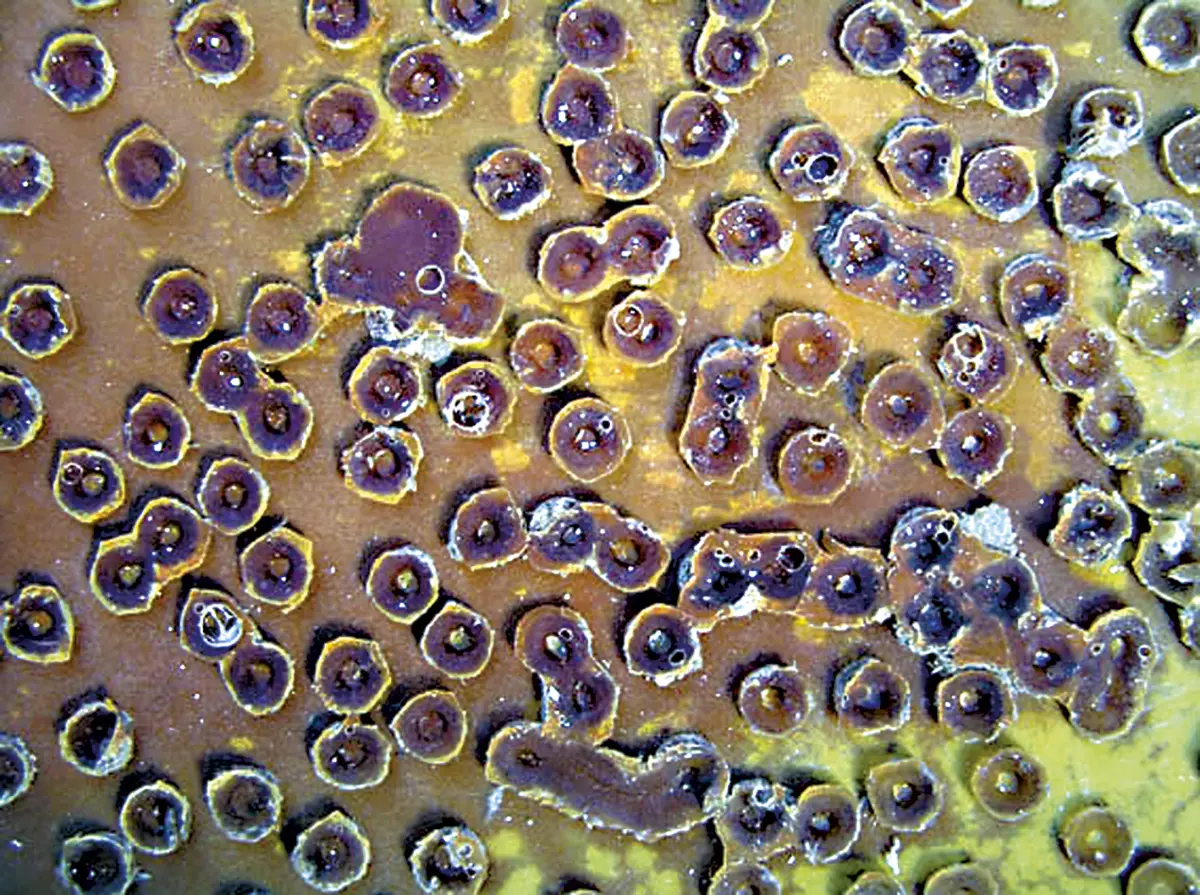 Exposición Individual: Cipriano Martínez — imagen 1