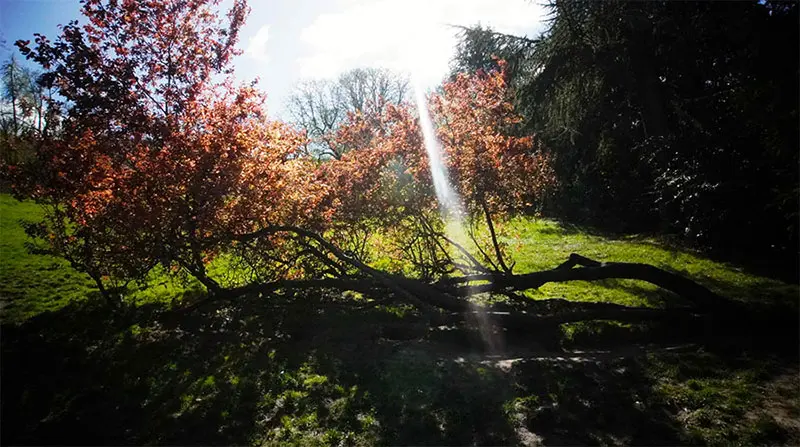 Jardín de las mixturas. Tentativas de hacer lugar, 1995 -…,  de Alejandra Riera