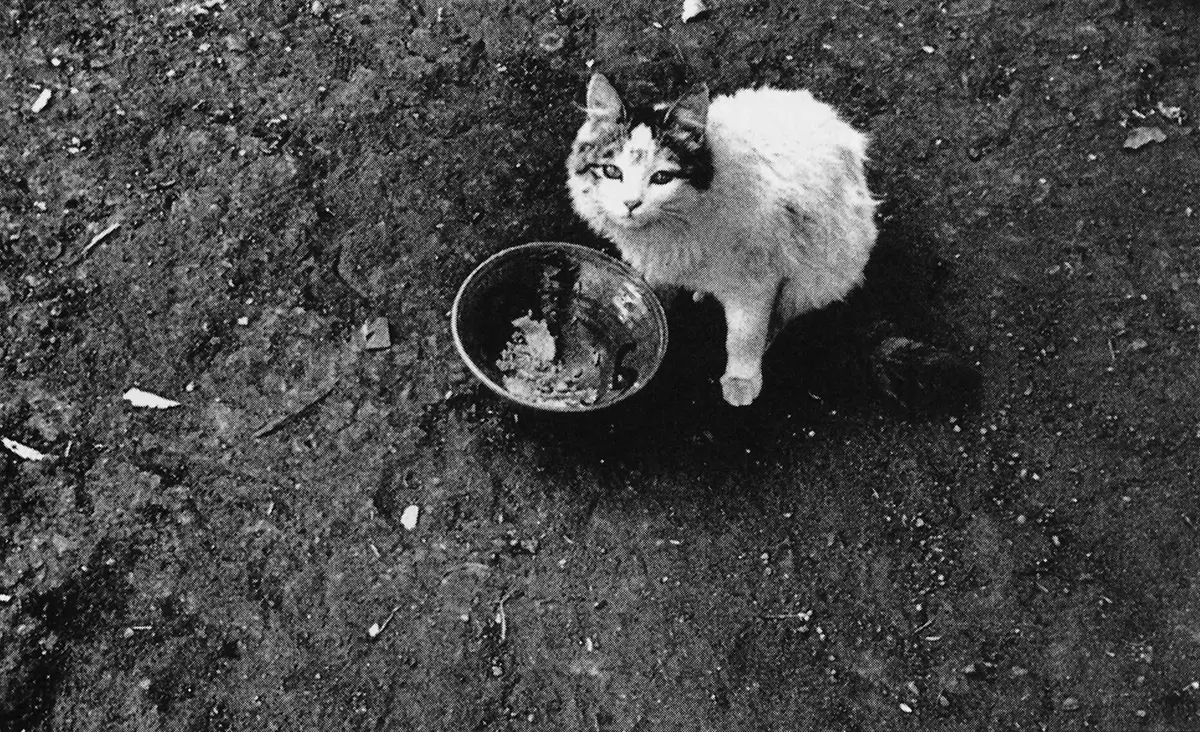Feria: FotoFest’98 — imagen 9