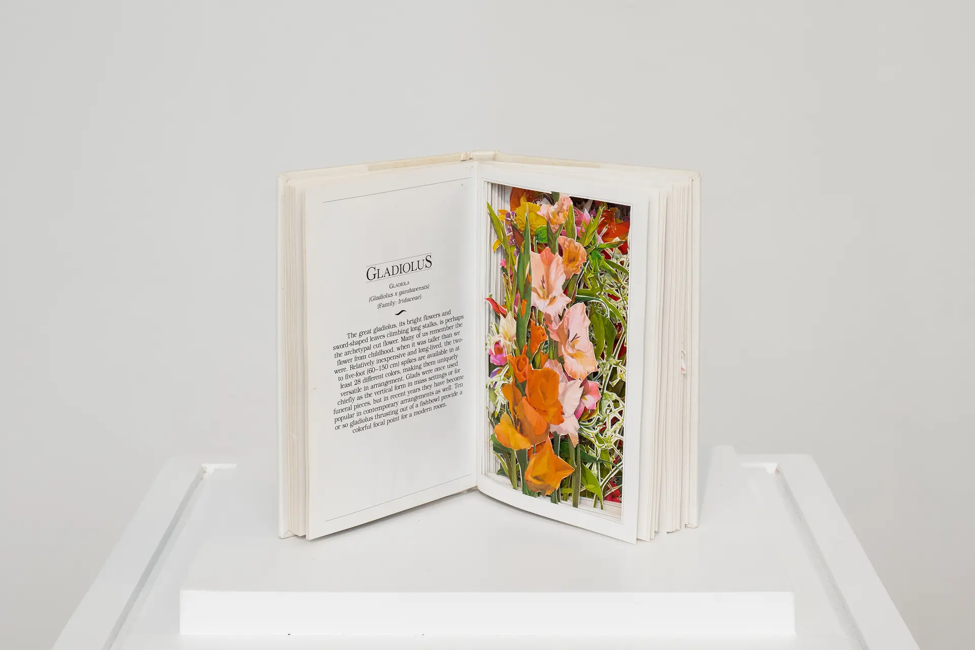 Suggested Arrangements: Gladiolus