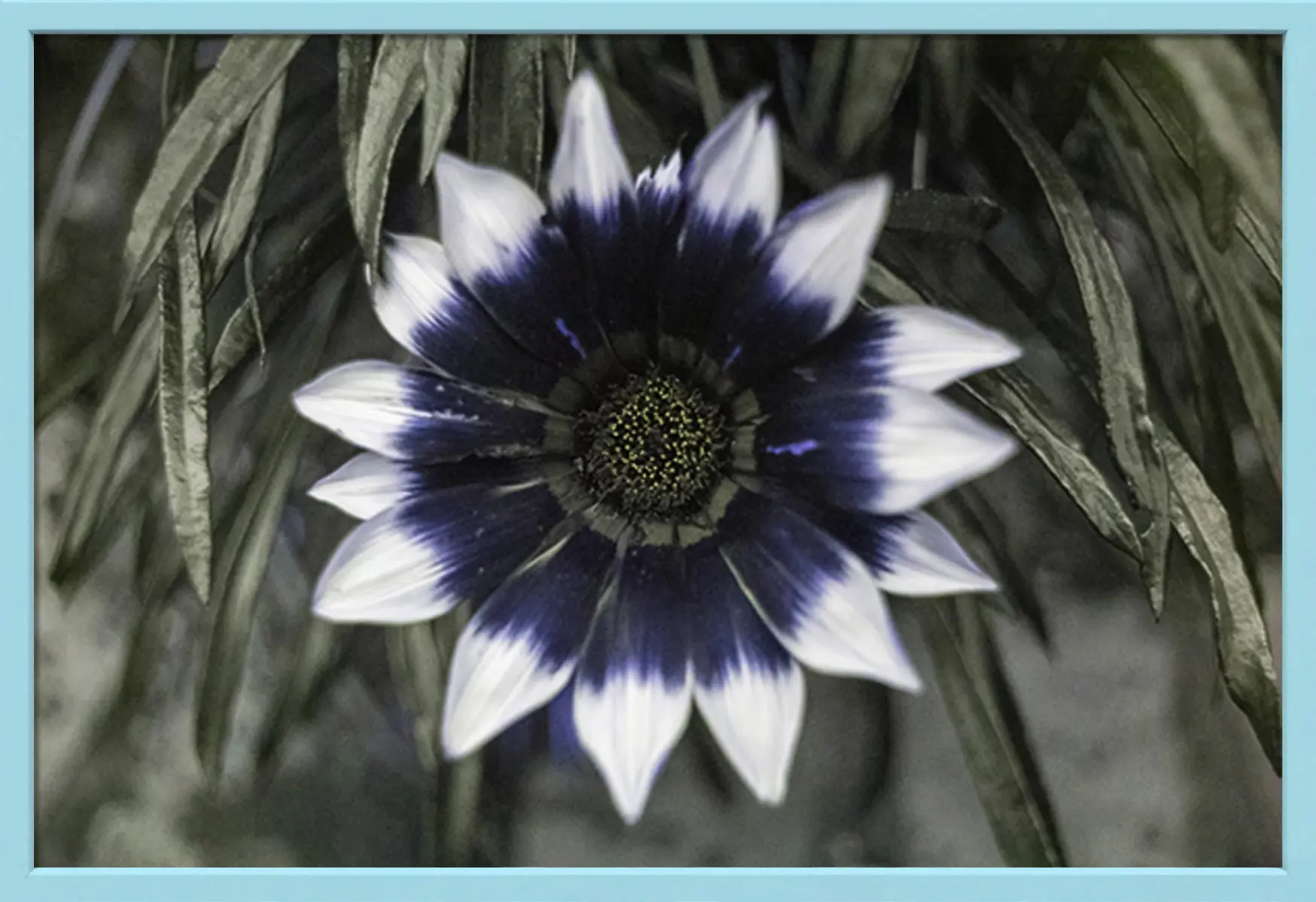 FLOR AMARILLA / PARQUE DE LA INTERDEPENDENCIA