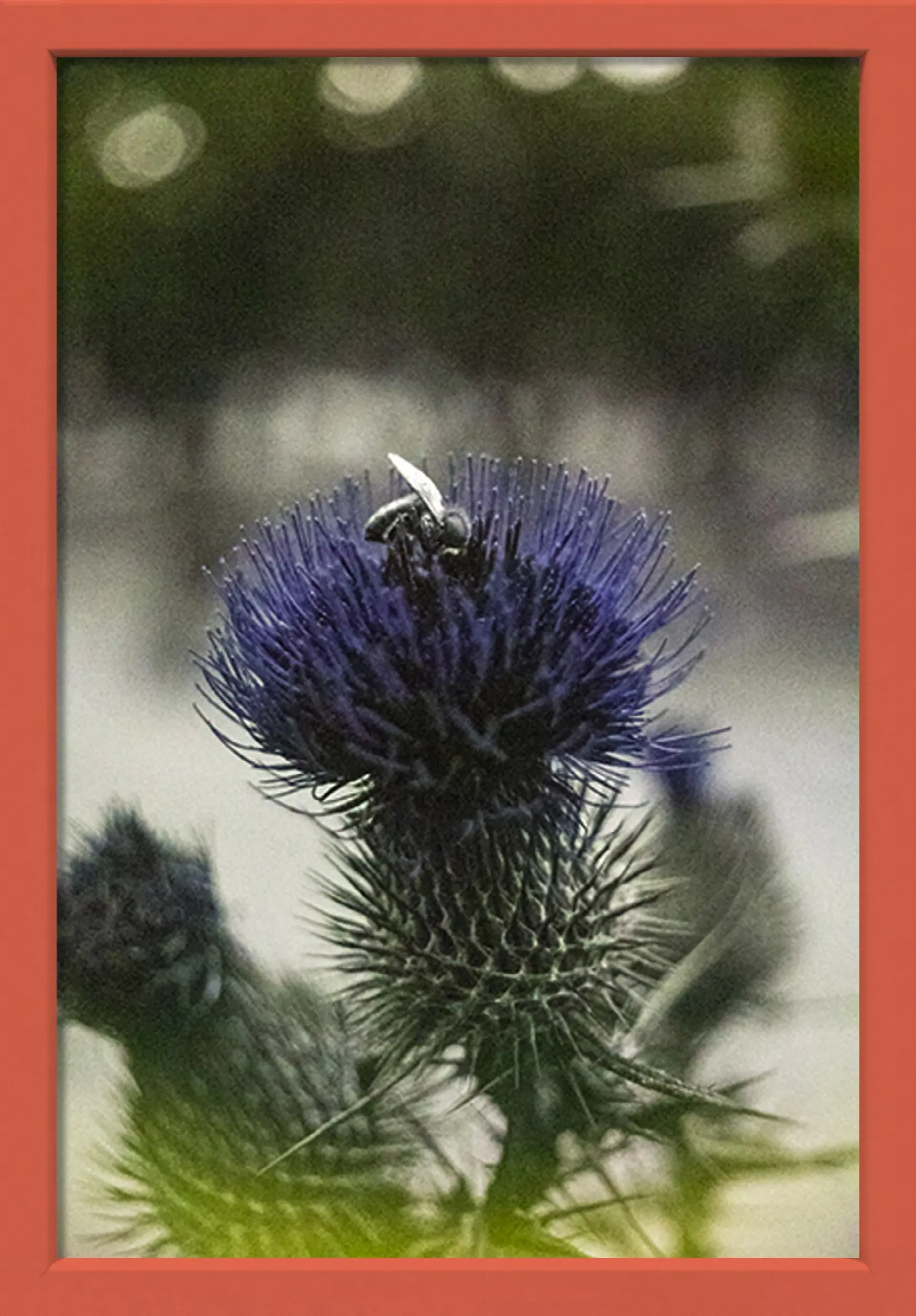 ABEJA ULTRAVIOLETA EN CARDO