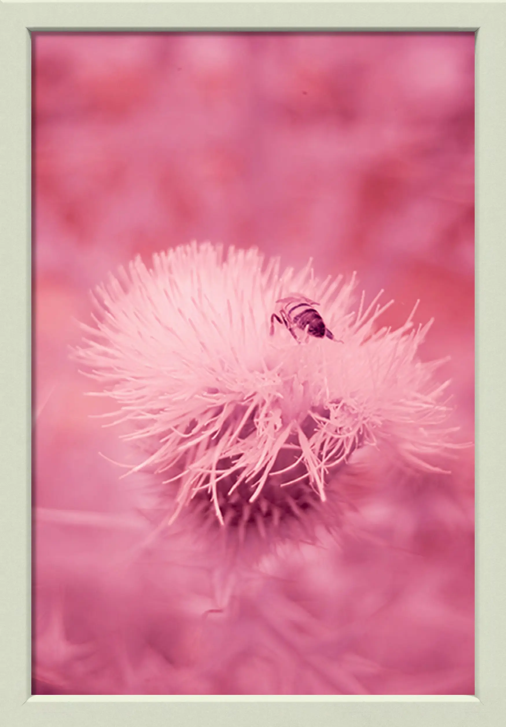 ABEJA INFRARROJA EN CARDO
