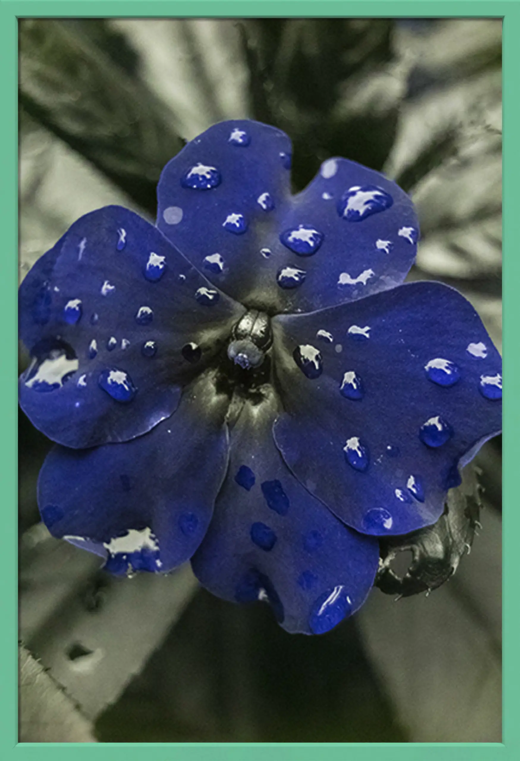 MORNING GLORY ? / PARQUE DE LA INTERDEPENDENCIA