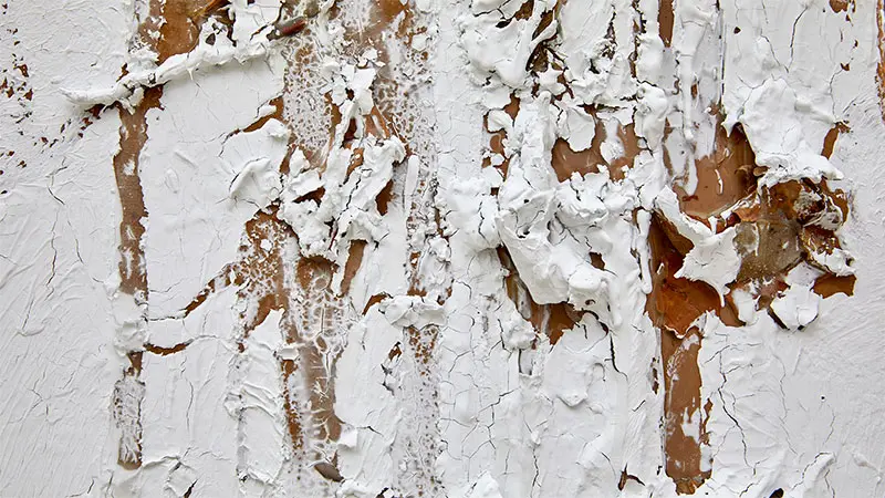 Imagen 1 - Carlos Bunga. Performar la naturaleza
