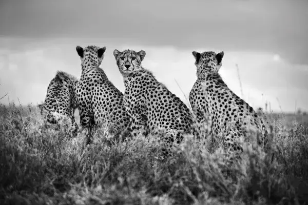 Young Cheetah Family