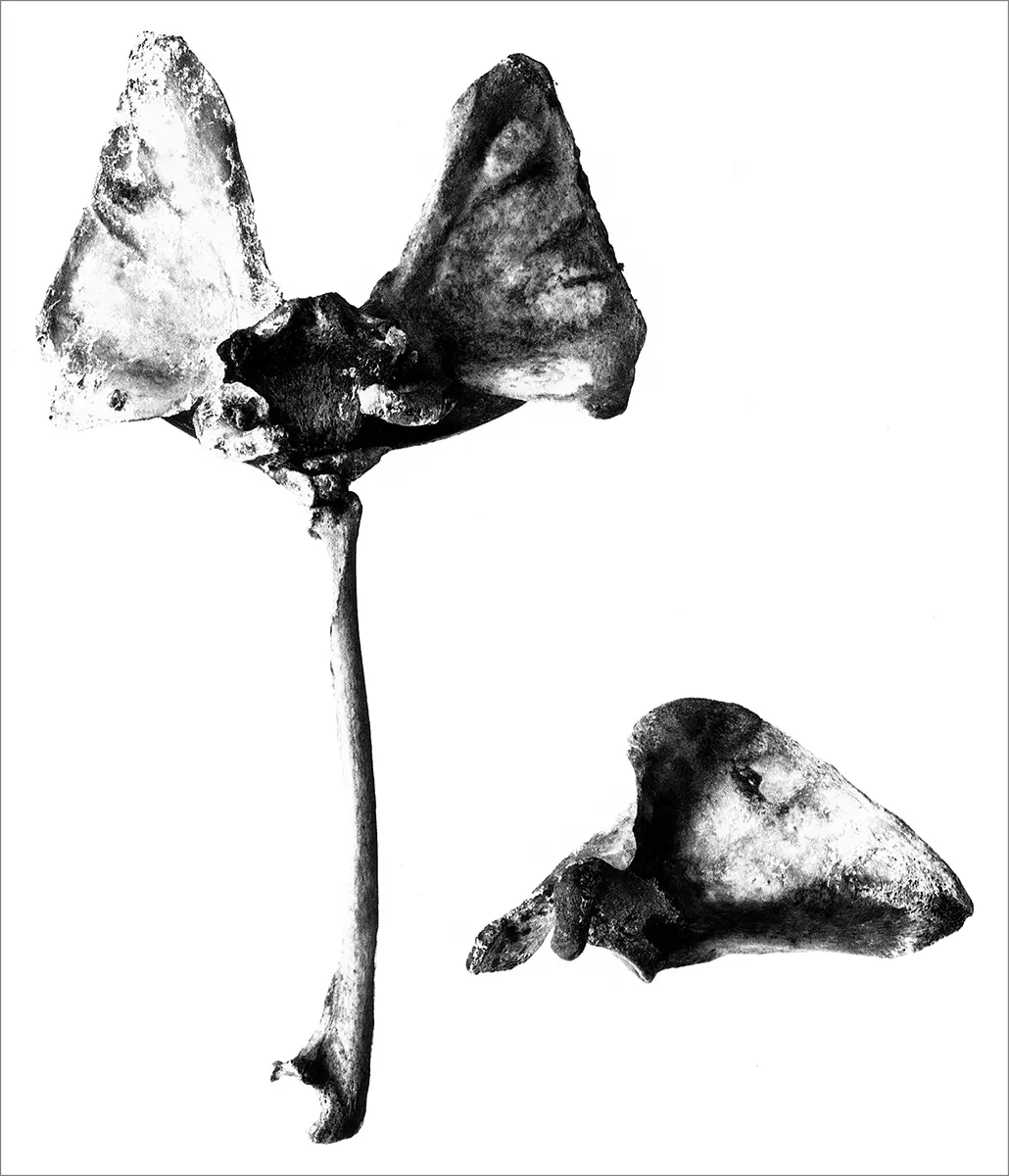 Colectiva: Naturaleza muerta — imagen 1