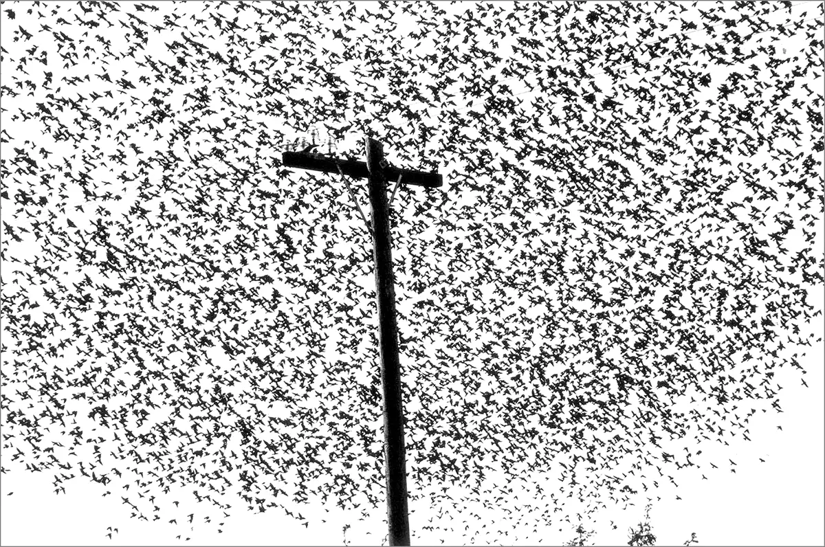 Exposición Individual: Graciela Iturbide — imagen 1