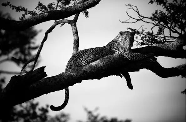 Leopard with Falling Light, Tanzania