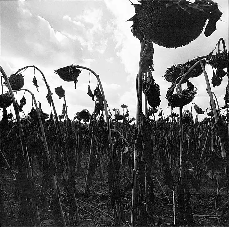 Exposición Individual: Graciela Iturbide — imagen 1