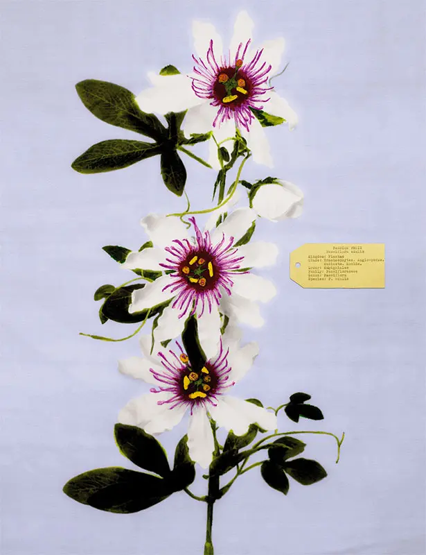Imagen 2 - Vik Muniz expone Flora Industrialis
