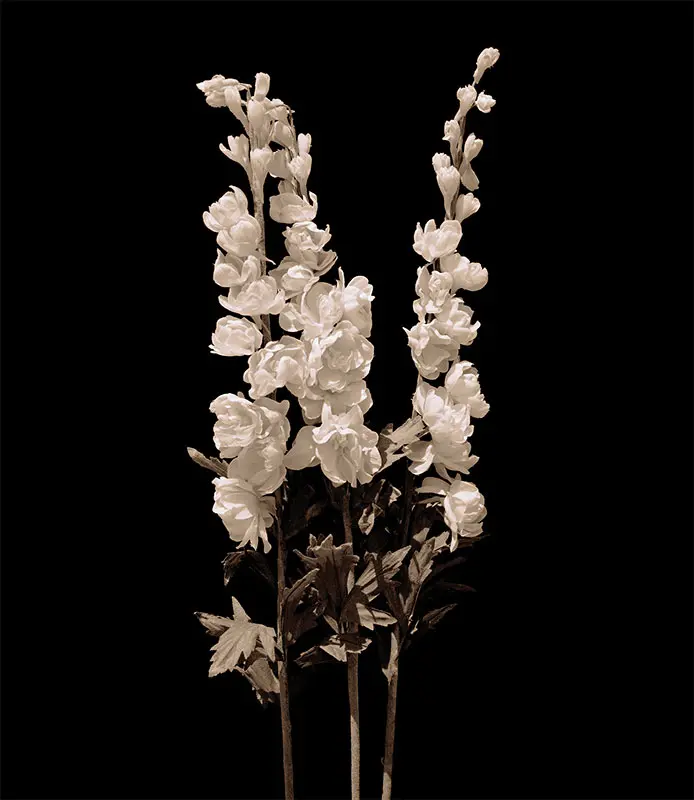 Imagen 1 - Vik Muniz expone Flora Industrialis