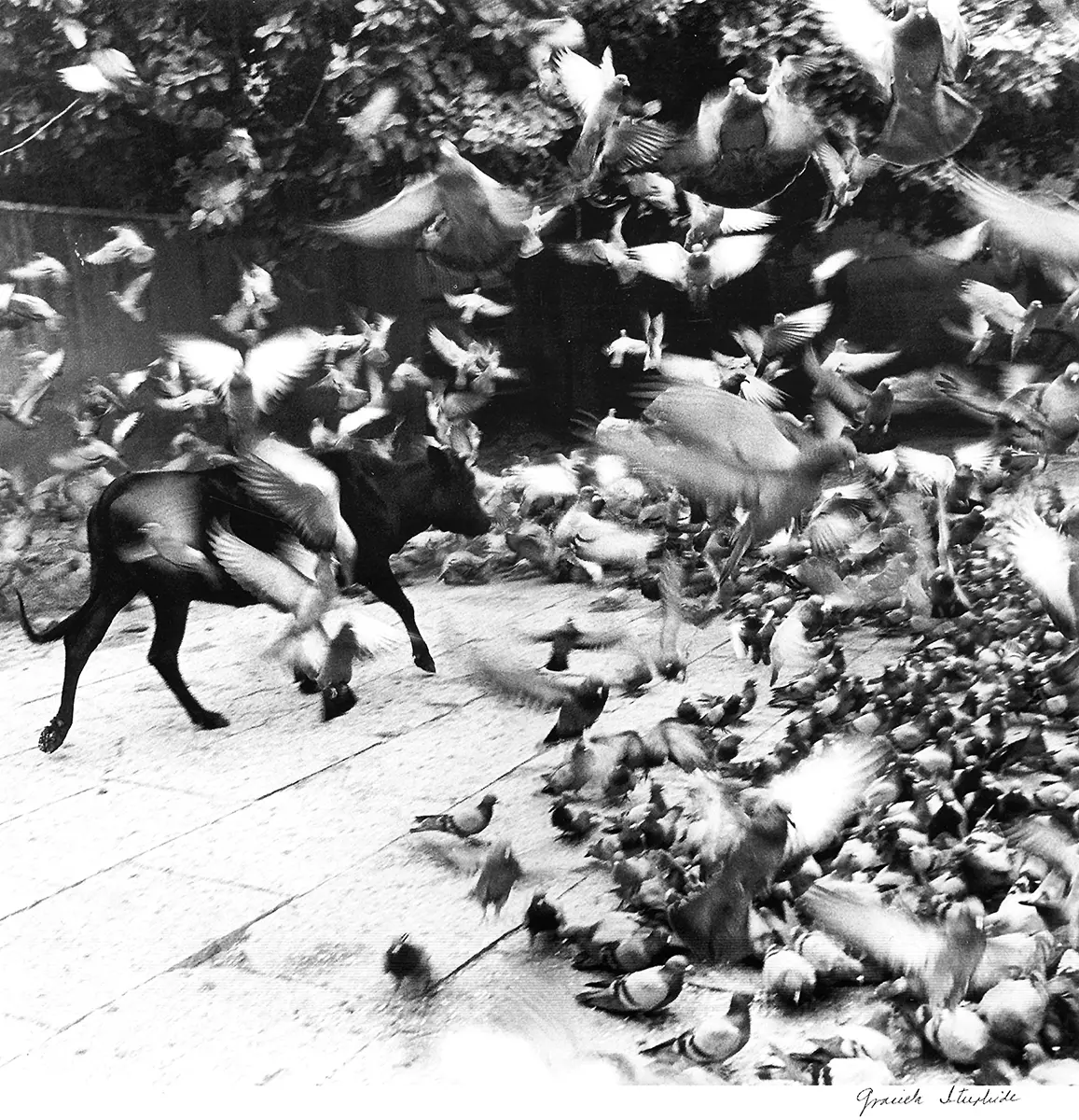 Feria: Muestra 001 — imagen 2