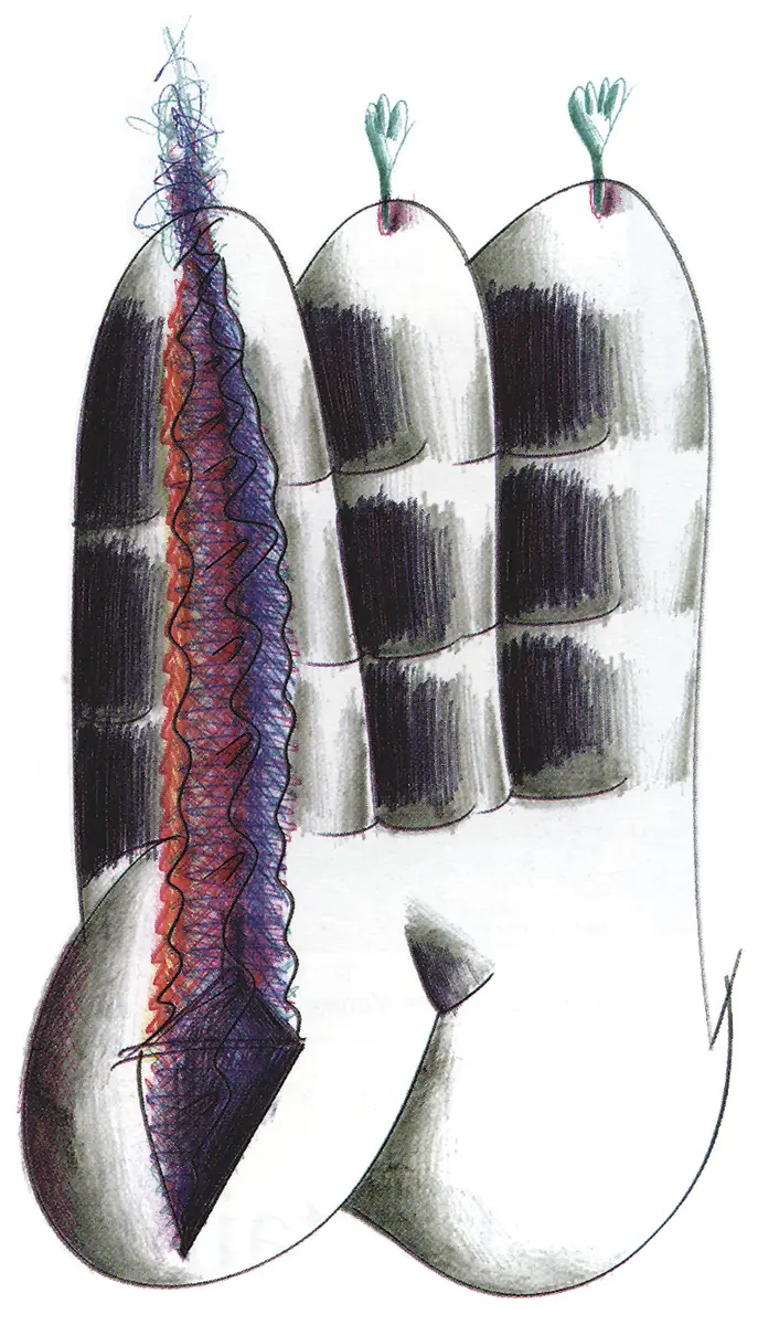 Monografía: Manuel Espínola Gómez — imagen 6