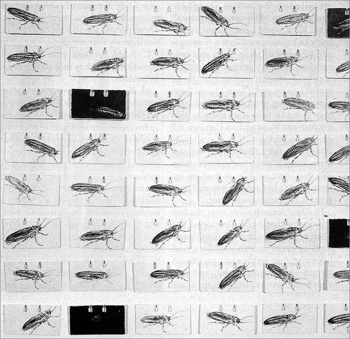 Monografía: Premio Luis Caballero — imagen 1