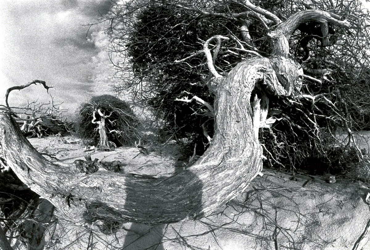 Exposición Individual: Félix Molina — imagen 1