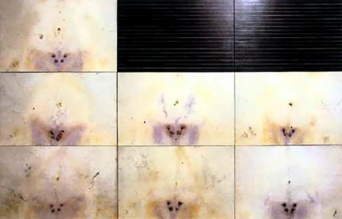 Exposición Individual: José Bechara — imagen 1