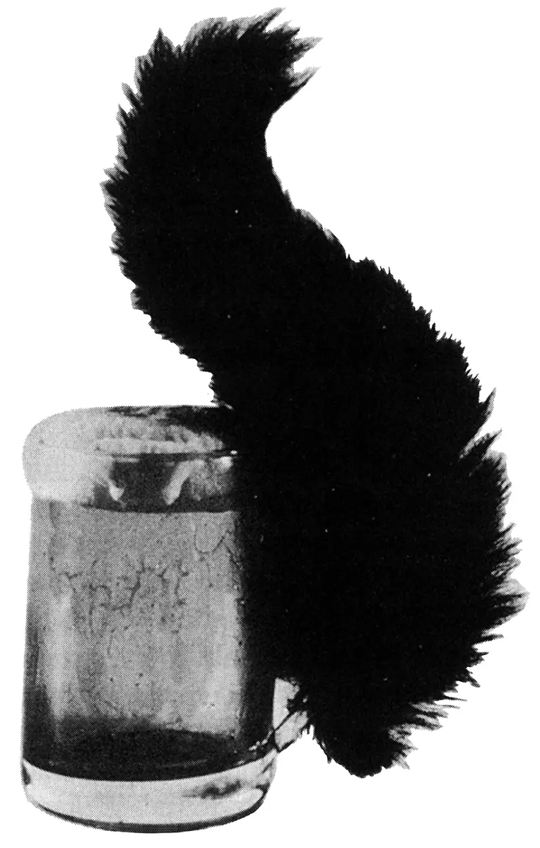 Monografía: Meret Oppenheim — imagen 5