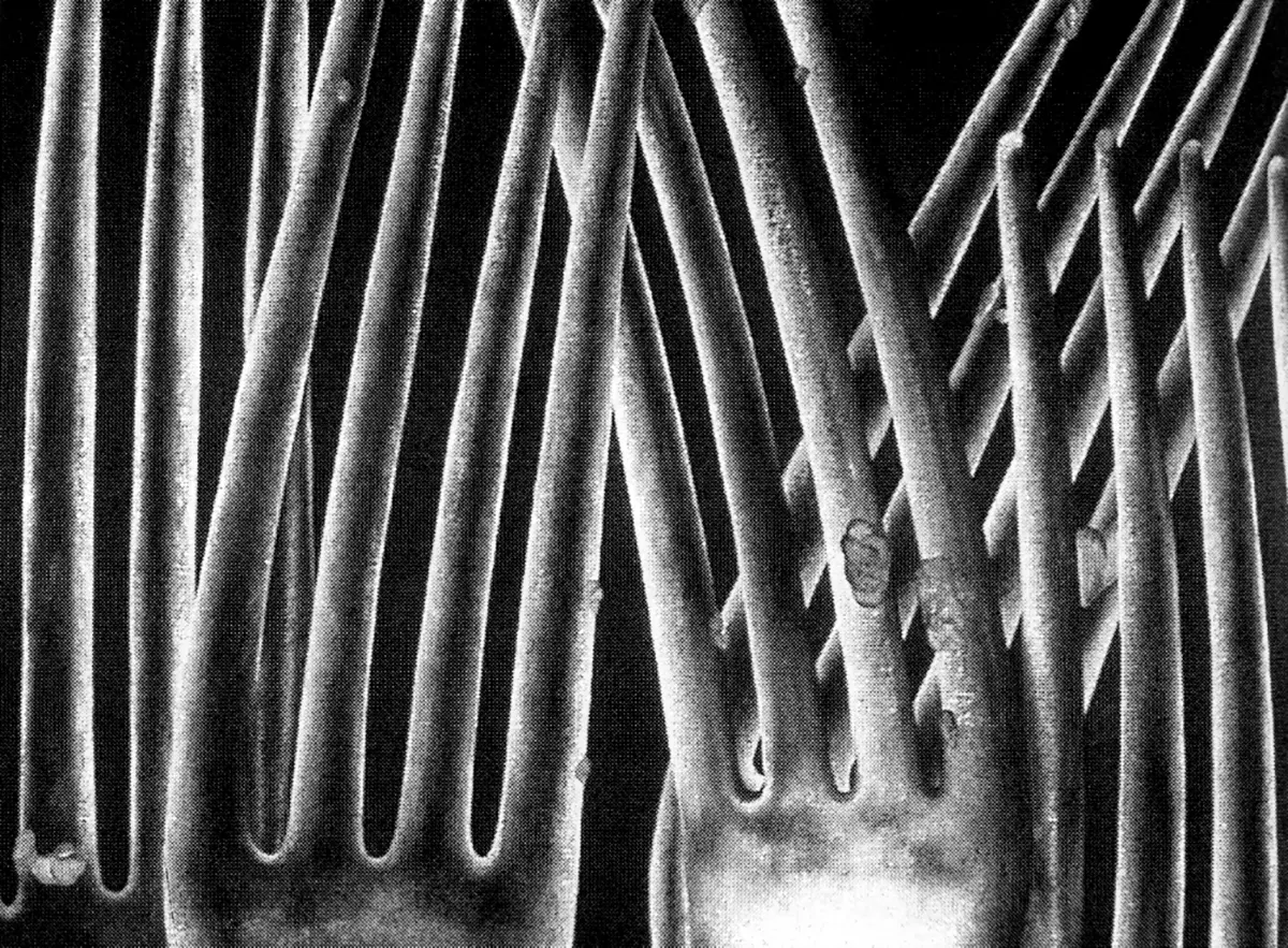 Colectiva: Latin America Still Life - Reflections of Time and Place — imagen 1