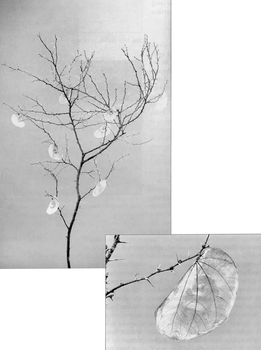 Monografía: Yolanda Gutiérrez — imagen 3