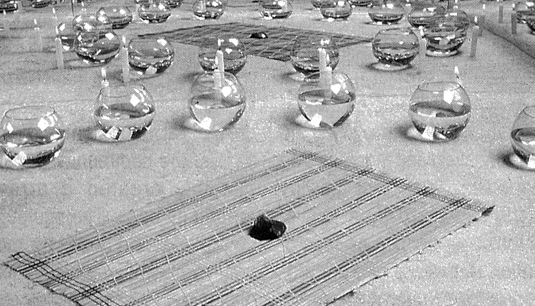 Ceremonia del Espíritu: Naturaleza y Memoria en el Arte Latino Contemporáneo