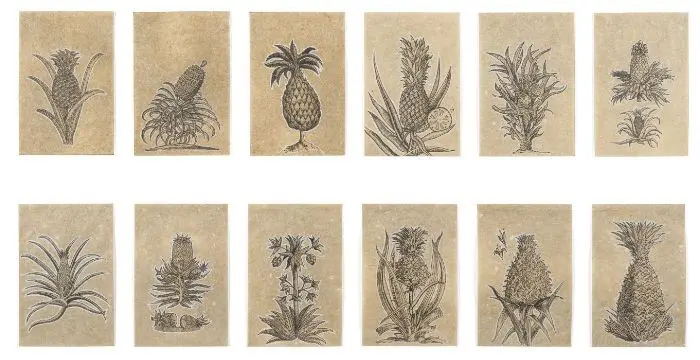 Imagen 1 - La naturaleza de las cosas: Humboldt, idas y venidas