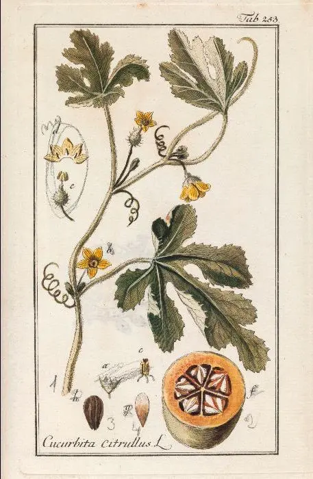 Imagen 2 - La naturaleza de las cosas: Humboldt, idas y venidas